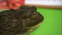 Animal Check-Up At London Zoo