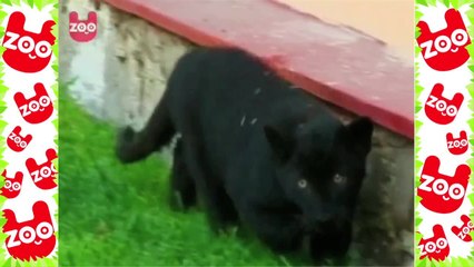 Baby Black Panthers From Mexico