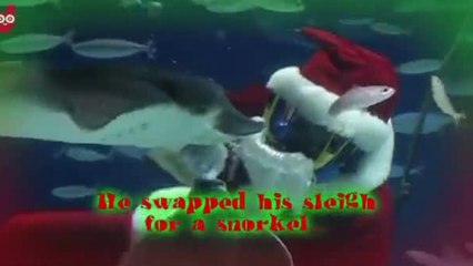 Santa Swims with Stingrays in Tokyo for Christmas