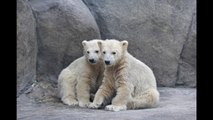 Polar Bear Cubs Go Exploring