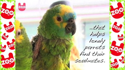 Parrot Dating Agency Is Open For Business