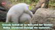 Polar Bear Cubs from Munich are Named Nela and Nobby