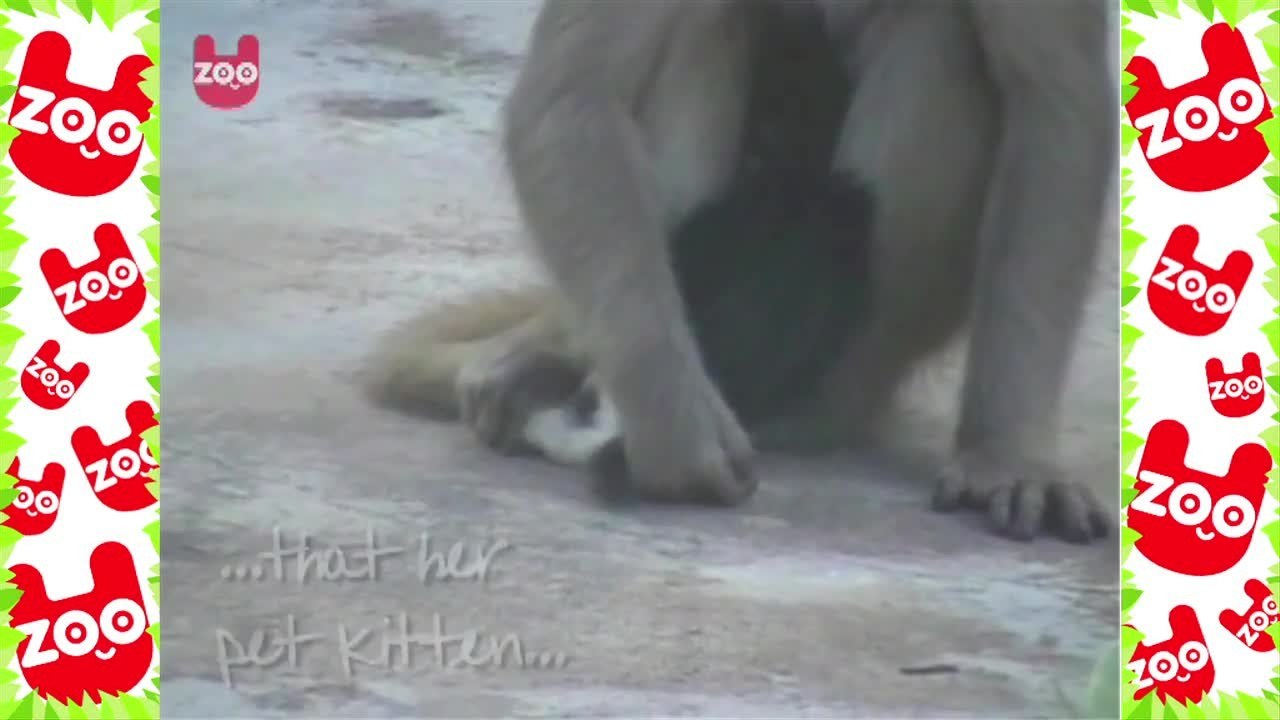 Monkey Adopts Kitten