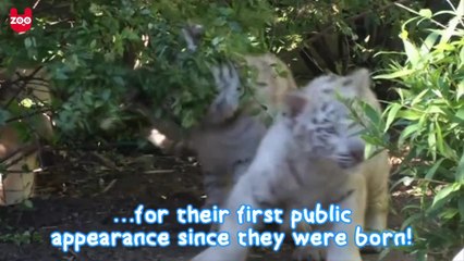 Rare White Tiger Triplets