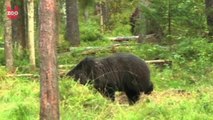 Watch Wild Brown Bears in Estonia