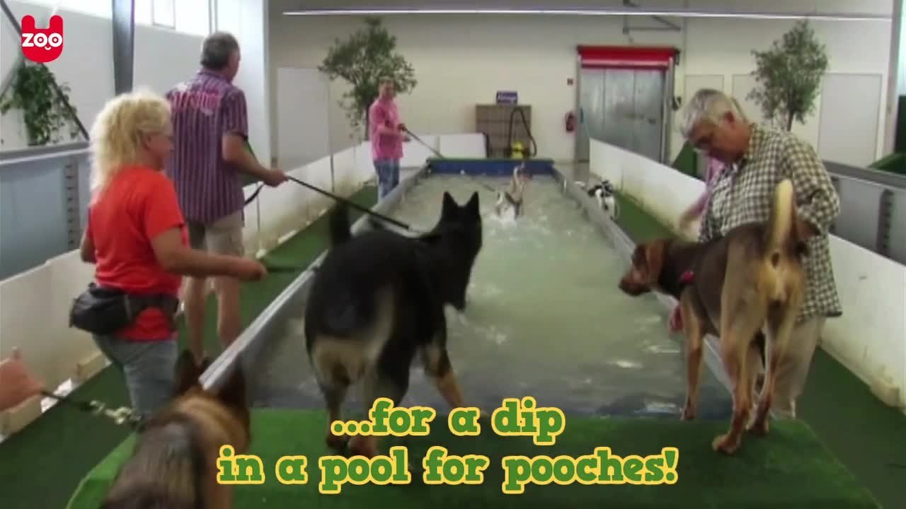 Germany's First Indoor Swimming Pool For Dogs