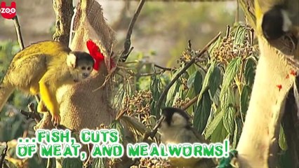 Animals Open Christmas Presents at London Zoo