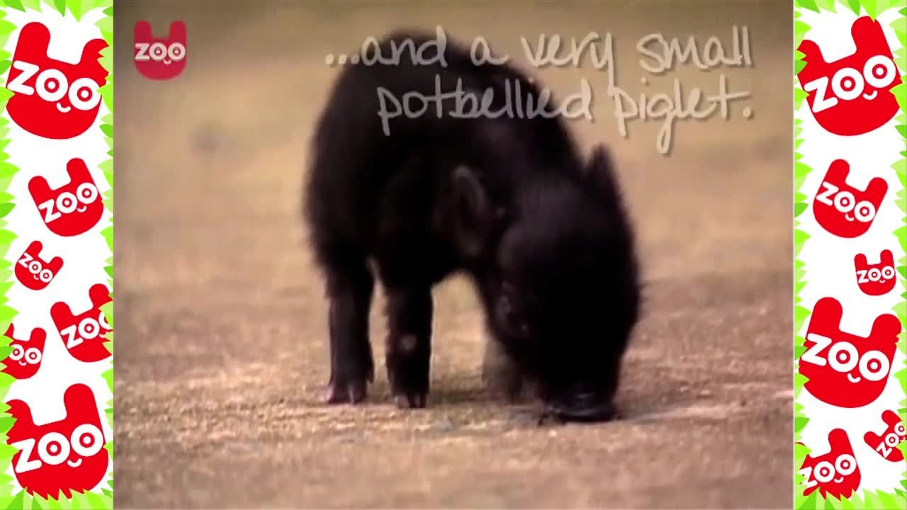 Dog Adopts Pig And Leopard