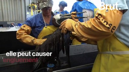 Les marées noires, une menace pour les écosystèmes marins