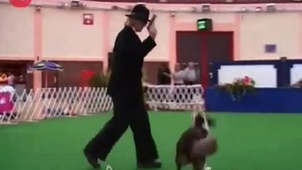 Amazing Dancing Dogs