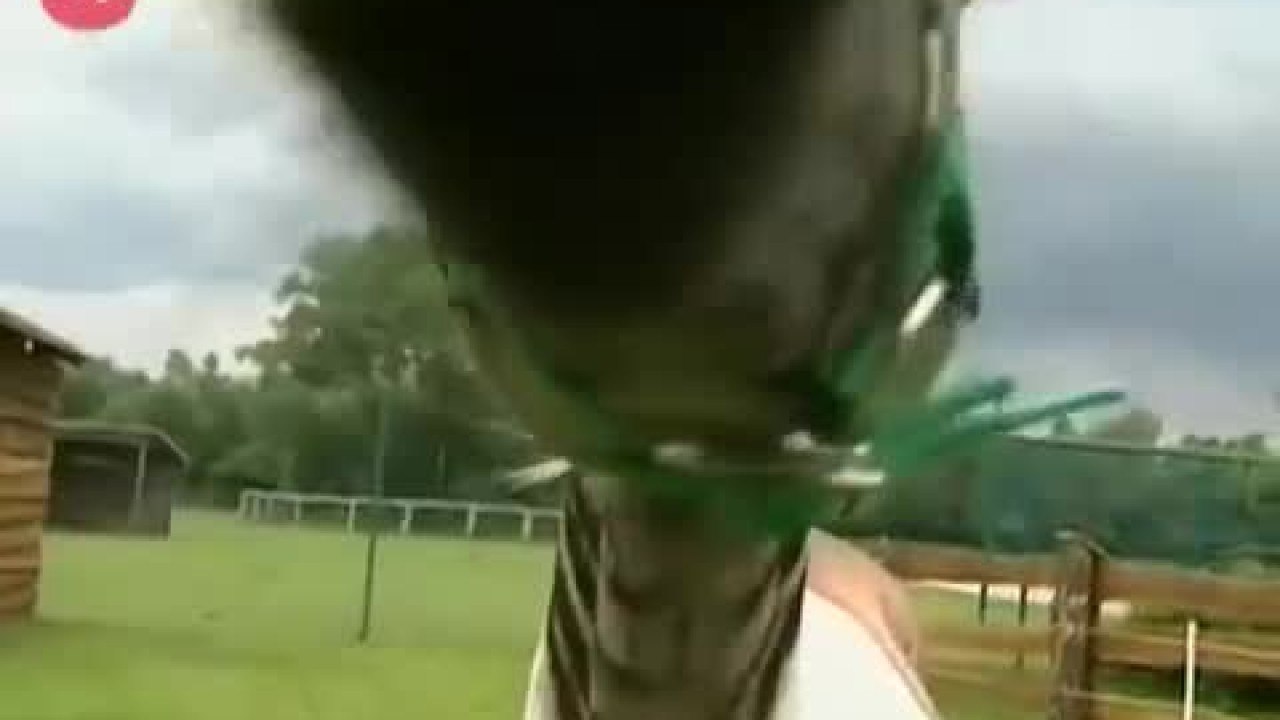 Zebra Horse Hybrid