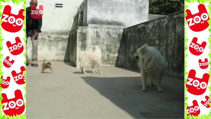 Dog Adopts Monkey
