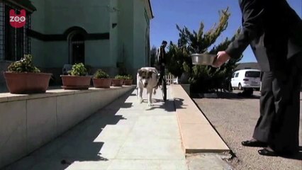 Paralyzed Dog Learns To Walk