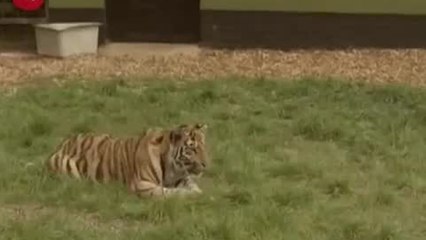 Tiger And Dog Are Best Friends