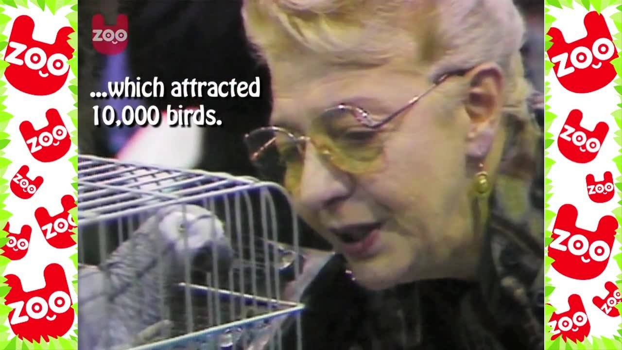Talking Bird Contest