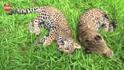 Cute Twin Jaguar Cubs Born in Mexico