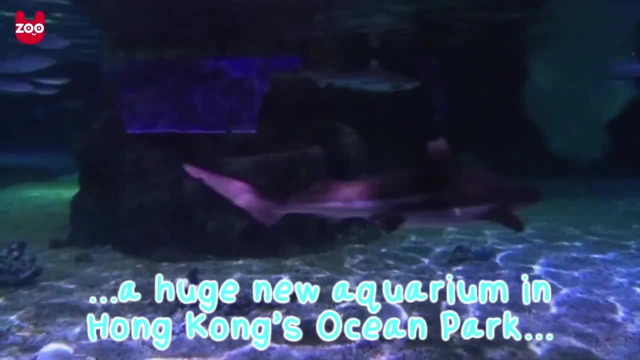 Incredible Shark Aquarium