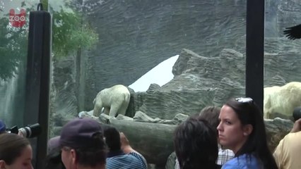 Polar Bears In Prague