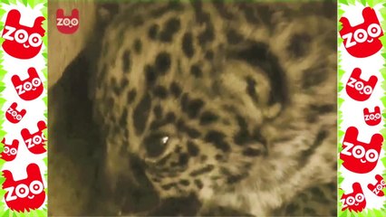 Tiny Newborn Leopard Cubs