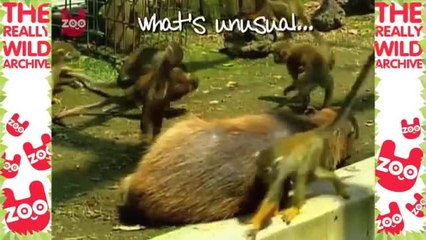 Squirrel Monkey Rides Capybaras in Japan