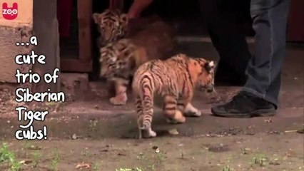 Cute Siberian Tiger Cubs Playing