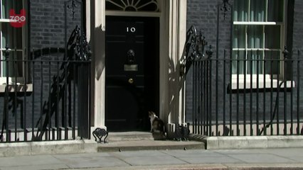 Cats Of The British Government