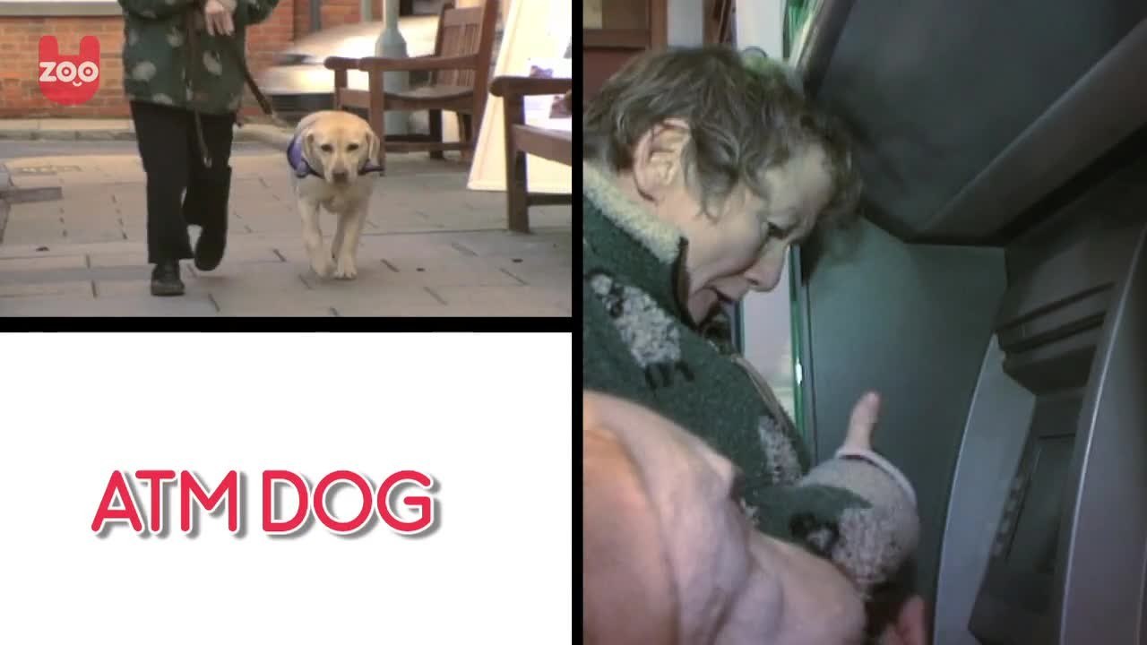 Top 10 Talented Dogs