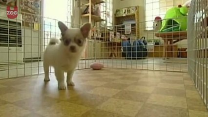Cute Puppies with Heart-Shaped Markings