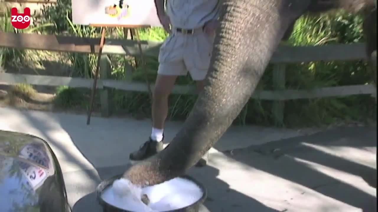 The Elephant Car Wash