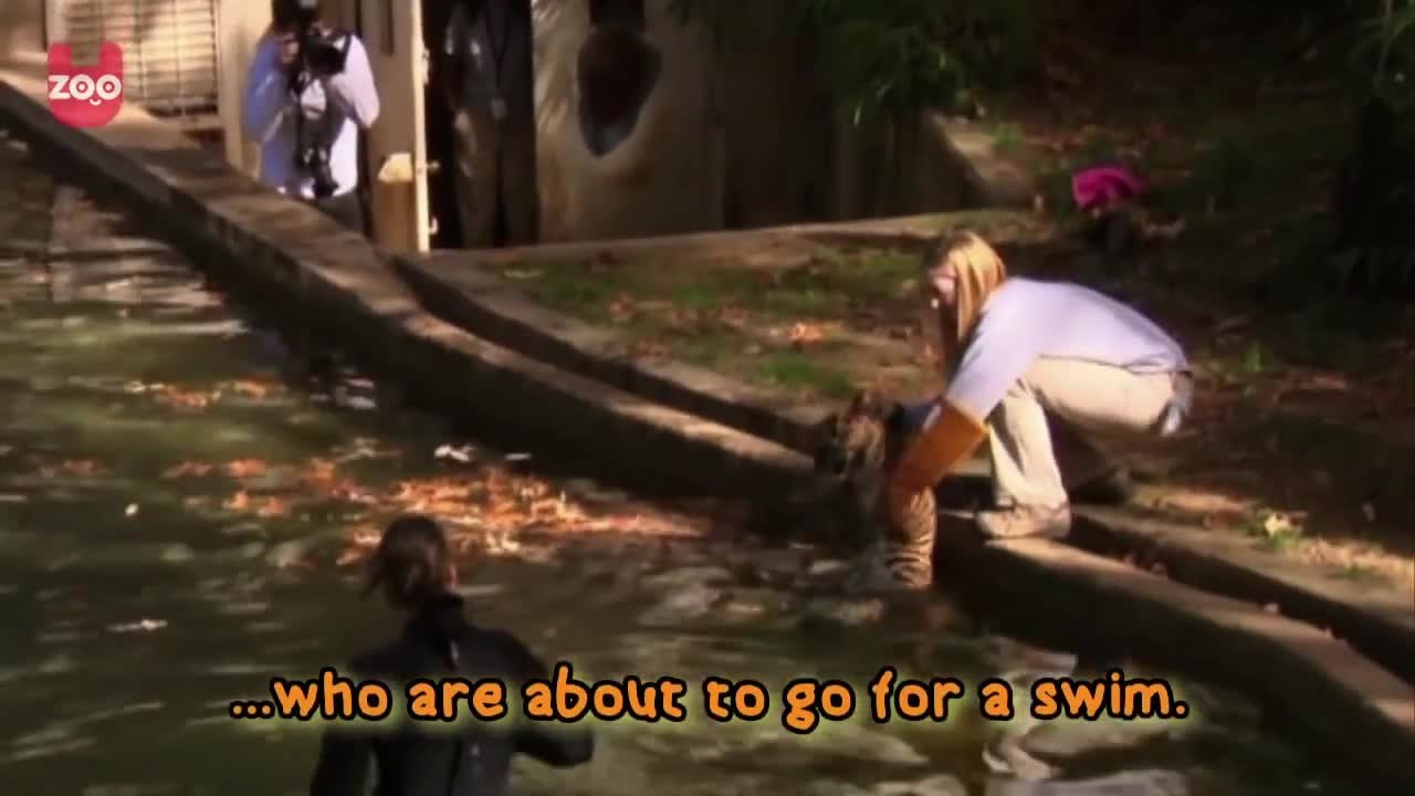 Baby Tigers Learn How To Swim