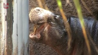Adorable Baby Pygmy Hippo