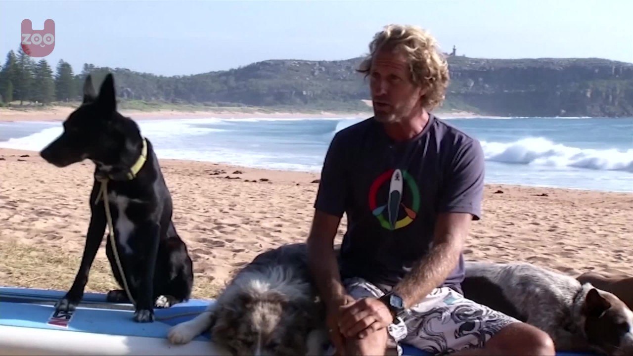 Surfing Dogs