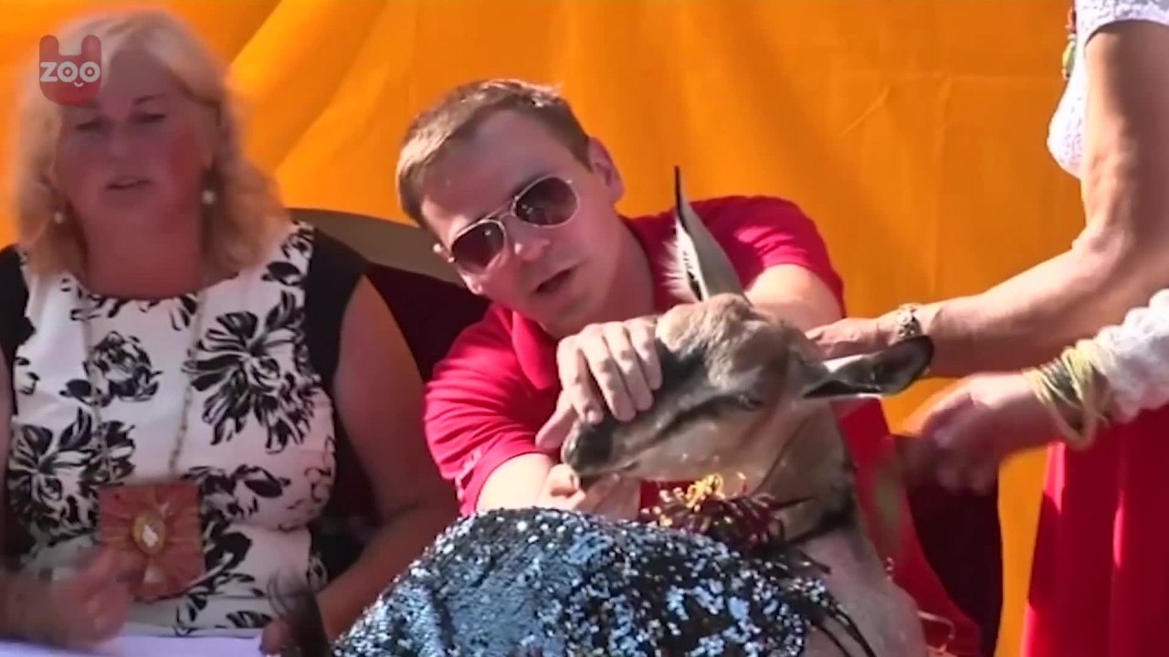 Goat Beauty Contest In Lithuania