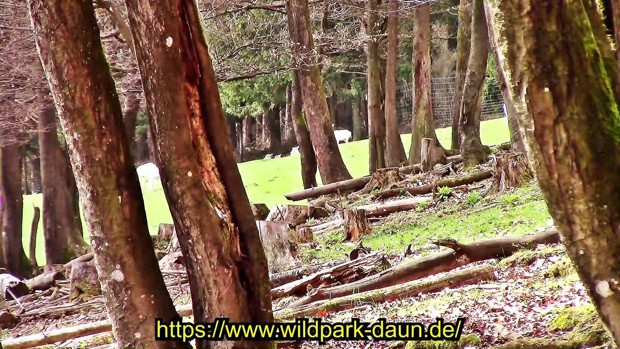 Zu Besuch im Wildpark Daun – 5