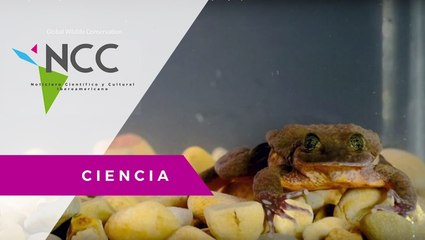 La rana Romeo encuentra a su Julieta: hay esperanza para la especie.
