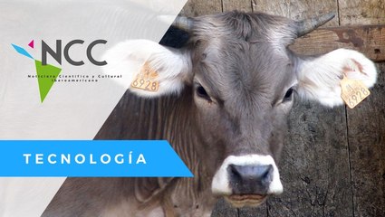 Agroturismo a ritmo de Mozart evita el estrés de bovinos