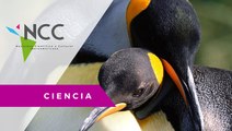 Cambio climático afecta a los pingüinos del Estrecho de Magallanes.