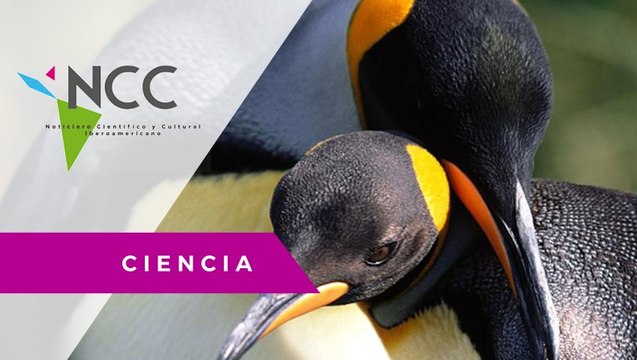 Cambio climático afecta a los pingüinos del Estrecho de Magallanes.