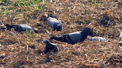 This  Bizarre Bird Are Digging The Ground And Searching Food