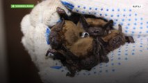 Let’s HANG around! Voronezh woman takes care of 250 BATS in her flat
