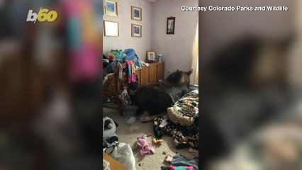 Moose Gone Loose! Moose Falls Through Roof of Colorado Family’s Home