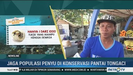 Menjaga Populasi Penyu di Konservasi Pantai Tongaci