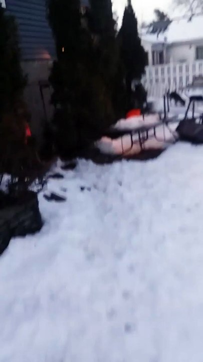 Who Knew Beagles Could Climb Trees?