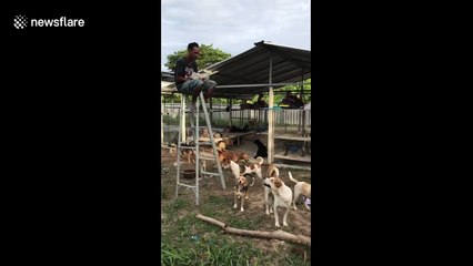 Thai man eats lunch on top of ladder to escape dogs begging for food