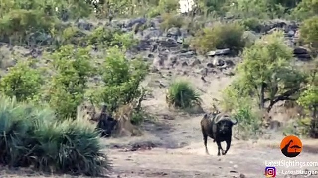 Un buffle sauve un bébé éléphant des griffes d'un lion