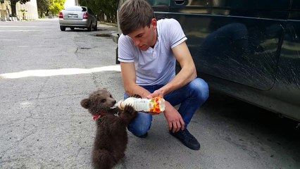 L'heure du biberon pour ce petit ourson... Trop mignon