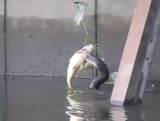 Cet oiseau avale un poisson aussi gros que lui