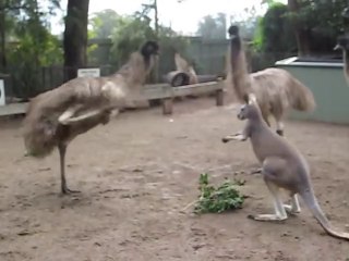 Kangourou vs Émeu... Drôle de rencontre