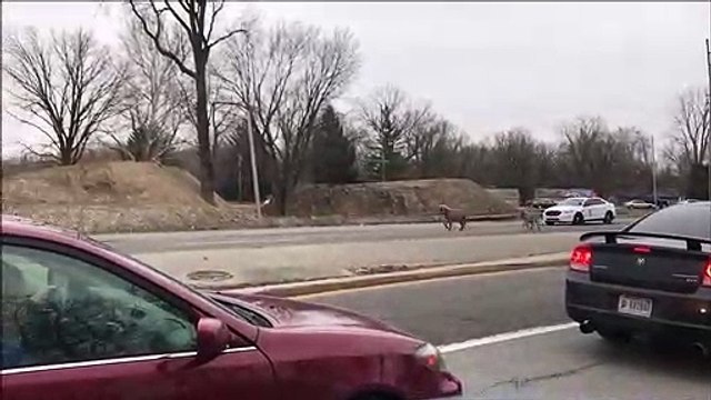 Course-poursuite palpitante entre la police et... des mini poneys!