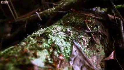 Army Ants Rampage Through The Forest
